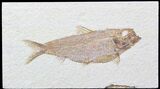 Large, Knightia Alta Fossil Fish - Wyoming #40495-1